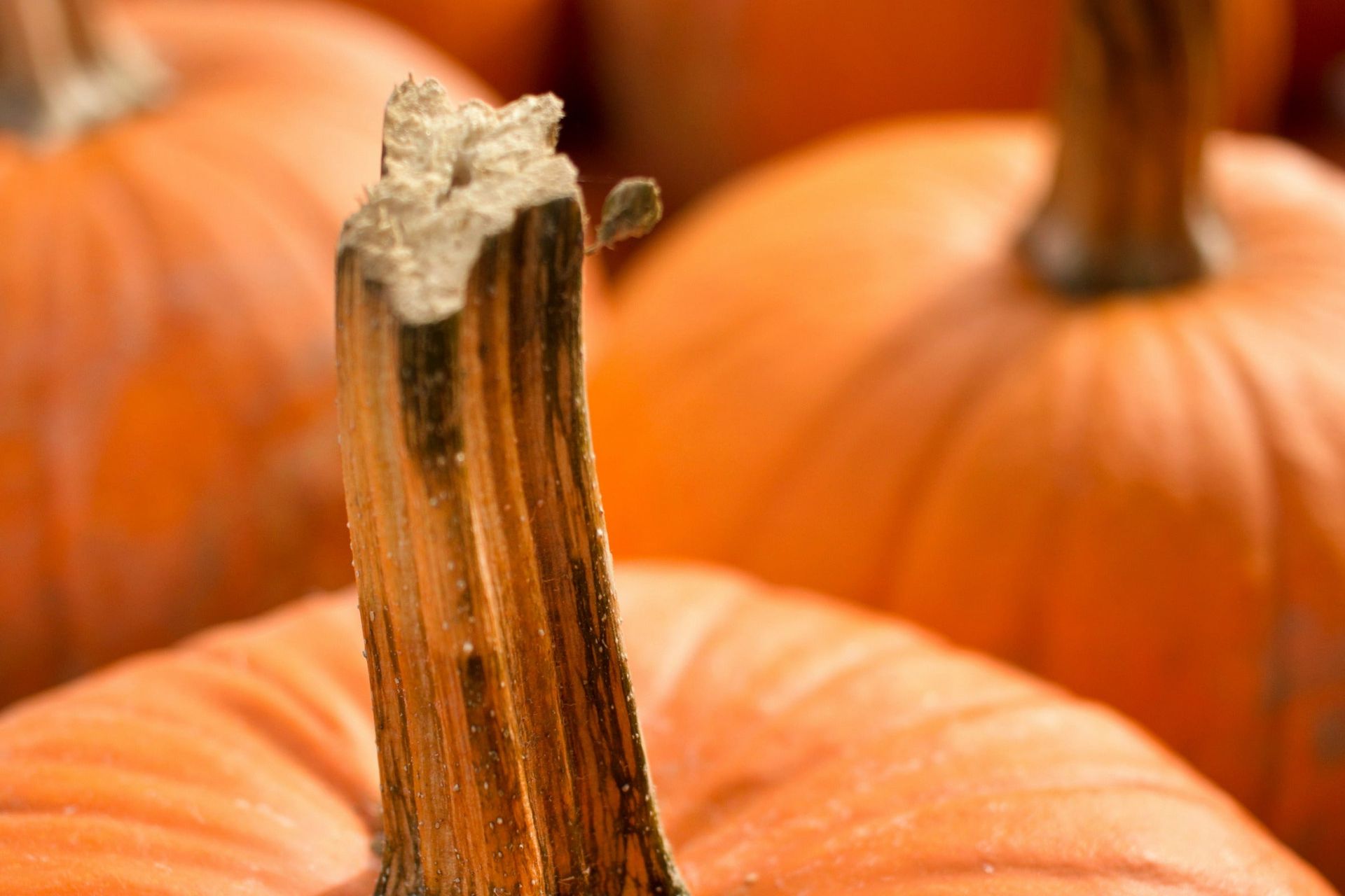 Functional Pumpkin Spice Recipe: Kabocha Squash With NeuroGum Cinnamon Flavour